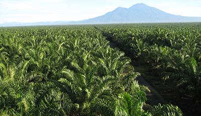 棕榈油精湛加工
