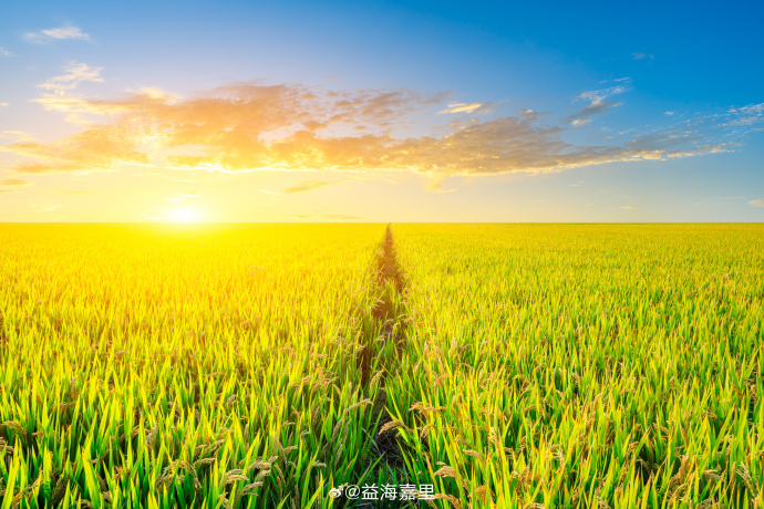 国度统计局颁布2025年全国粮食产量数据